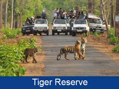 Tiger Reserve in Nagpur